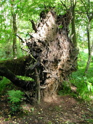 Sep 2013: Root plate, 3A eastern slope